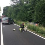 FW-BN: Frontalzusammenstoß zweier PKW - Beide Fahrer und ein Hund verletzt