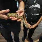 FW-BO: Reptil aus Terrarium in Bochum-Laer entkommen