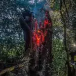 FW-E: Brennender Baumstupf mitten im Naturschutzgebiet - Aufmerksamer Anrufer verhindert schlimmeres