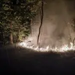 FW Celle: Waldbrand in Westercelle