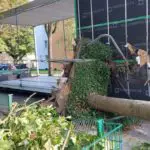 FW-DO: LKW reißt Baum um