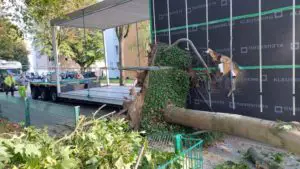 FW-DO: LKW reißt Baum um