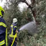 FW Flotwedel: Ortsfeuerwehr Eicklingen löscht brennenden Baum nach Blitzschlag
