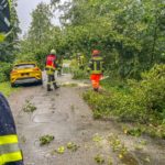 FW Flotwedel: Feuerwehren beseitigen umgestürzten Baum von PKW