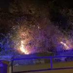 FW Celle: Böschungsbrand in der Wiesenstraße