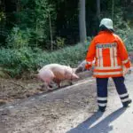 FW Lüchow-Dannenberg: +++Viehtransporter auf Bundesstraße verunfallt+++Feuerwehr fast 12 Stunden im Einsatz+++140 Schweine gerettet+++