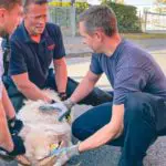 FW-DT: Herrenloses Schaf und unklare Rauchentwicklung beschäftigen Detmolder Feuerwehr