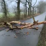 FFW Schiffdorf: Umgestürzter Baum blockiert Straße – Feuerwehr sorgt für freie Fahrt