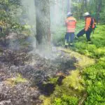 FW Celle: Feuer im Unterholz in Westercelle!