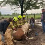 FW Ratingen: Pferd versinkt in matschigem Erdreich – nicht alltäglicher Einsatz für die Feuerwehr Ratingen