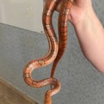 FW-M: Exotische Schlange eingefangen (Ludwigsfeld)