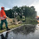 FW Celle: Baum auf Straße nach Blitzeinschlag!