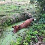 FFW Schiffdorf: Feuerwehr rettet Rind aus Graben – Unterstützung durch landwirtschaftliche Maschine