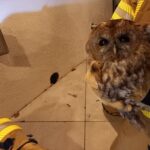 FW-EN: Wildvogel in Kamin am Ahlenberg – turbulenter Montag mit 6 Einsätzen