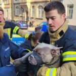 FW Stuttgart: Feuerwehr befreit zitternden Hund aus kaltem Fahrzeug