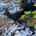 FW Stuttgart: Feuerwehr rettet Reh aus Wassergrube
