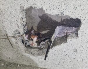 FW Moers: Katze in Spalt zwischen Garage und Haus eingeklemmt / Aufwendige Rettungsaktion