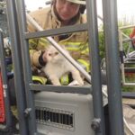 FW Lehrte: Tierische Rettungsaktion: Feuerwehr rettet Katze „Mischa“