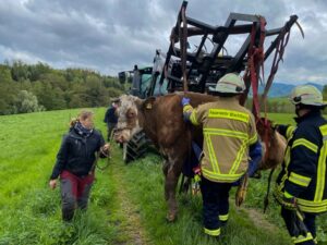 FW Wachtberg: Eingesunkene Kuh bei Wachtberg-Ließem