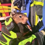 FW Hünxe: Unbekannte Geräusche – Feuerwehr rettet zwei Eichhörnchen
